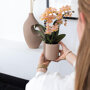 Oranje orchidee en succulent in zandkleurige potten
